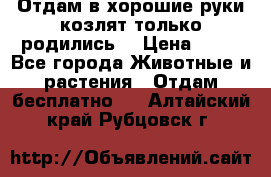 Отдам в хорошие руки козлят.только родились. › Цена ­ 20 - Все города Животные и растения » Отдам бесплатно   . Алтайский край,Рубцовск г.